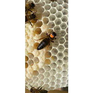 Матки P(F0) 2024 года среднерусской породы (темная лесная пчела)